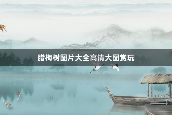 腊梅树图片大全高清大图赏玩